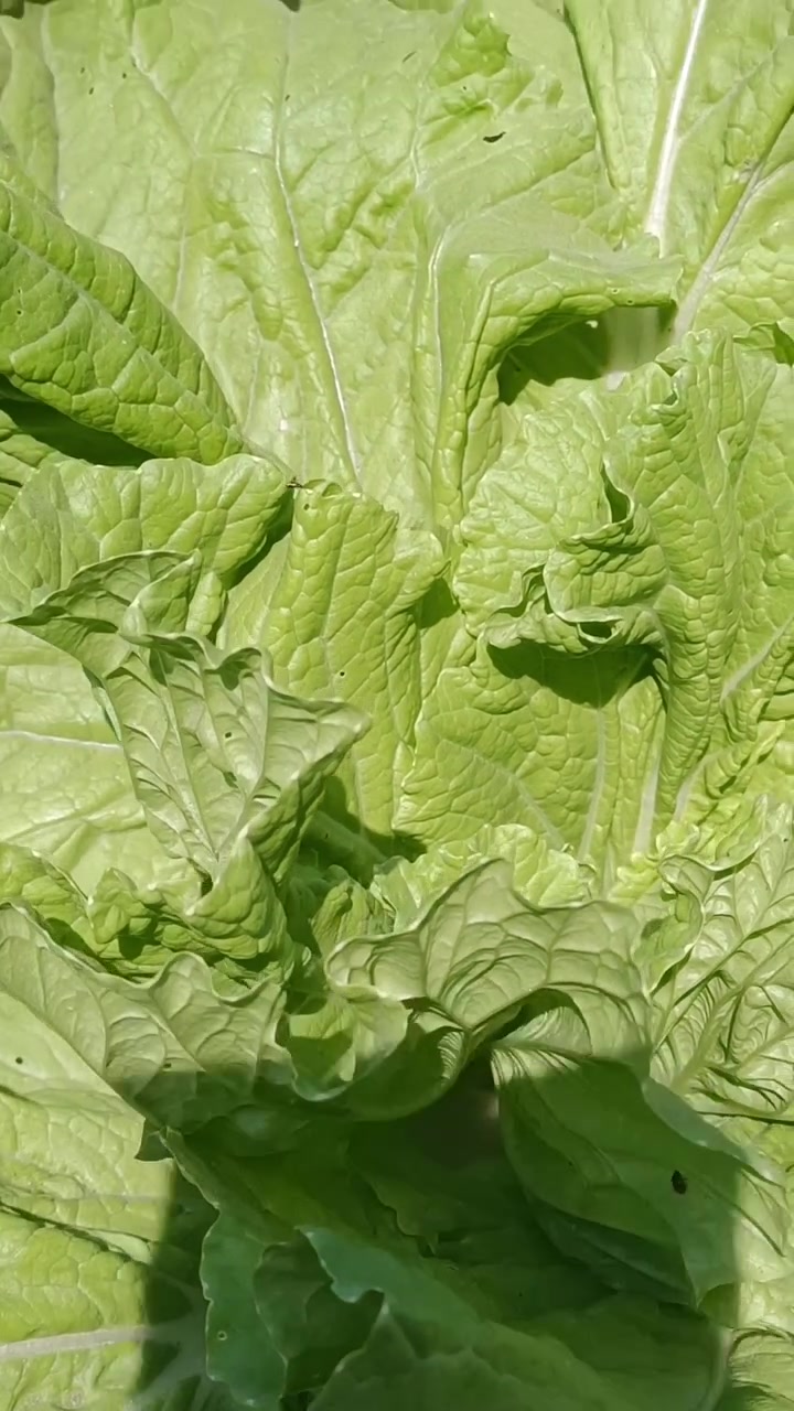 白菜种植小妙招!蔬菜病虫害防治技术,绿色有机蔬菜