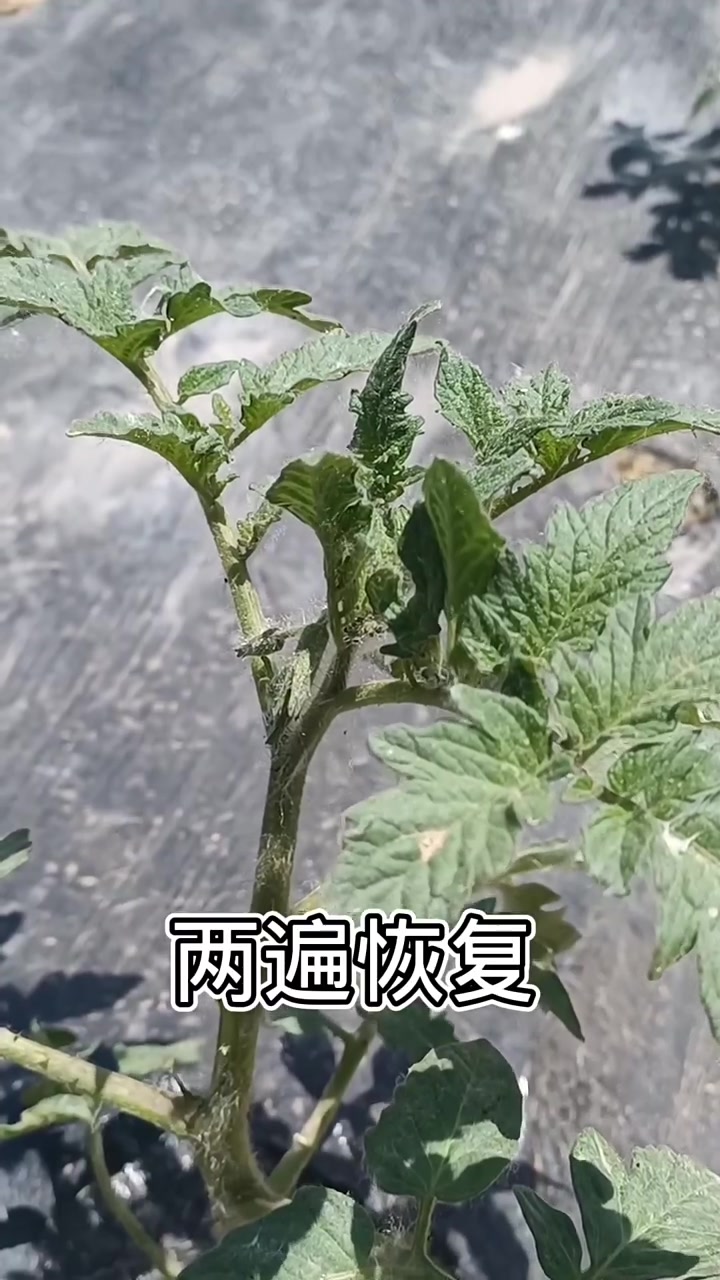 病虫害防治,作物病害植保防治
