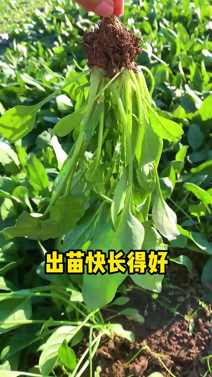 菠菜种植技巧!按照这个方法你的菠菜也能种的这么好!