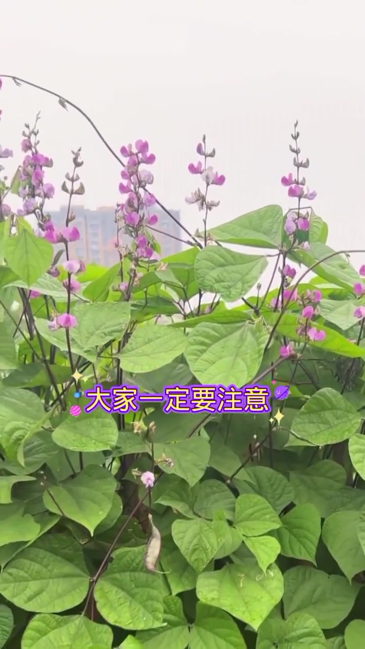 传播农业小知识,豆角种植,蔬菜病虫害防治技术