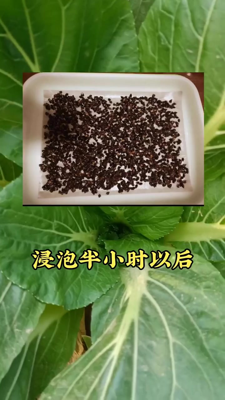 小苏打下地,便宜又实用!大圣金太龙,传播农业小知识