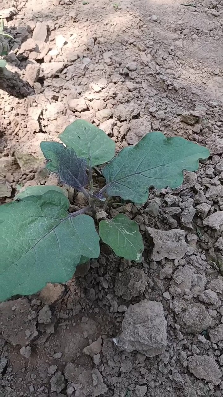 这个配方,90%的病害都可以防治!农业知识