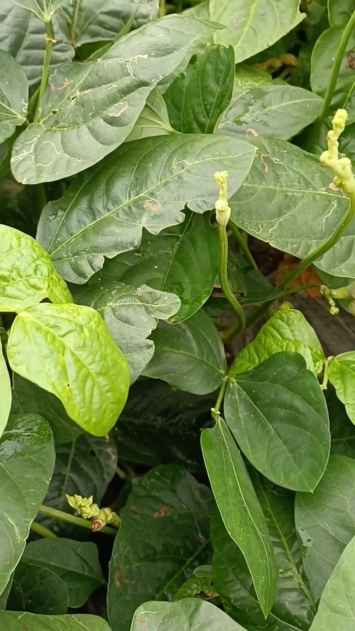 进入伏天,蔬菜瓜果的种植小妙招!蔬菜病虫害防治技术