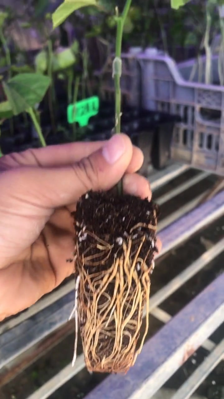 百香果苗嫁接教程,详细步骤解答拆分,百香果种植技术,百香果