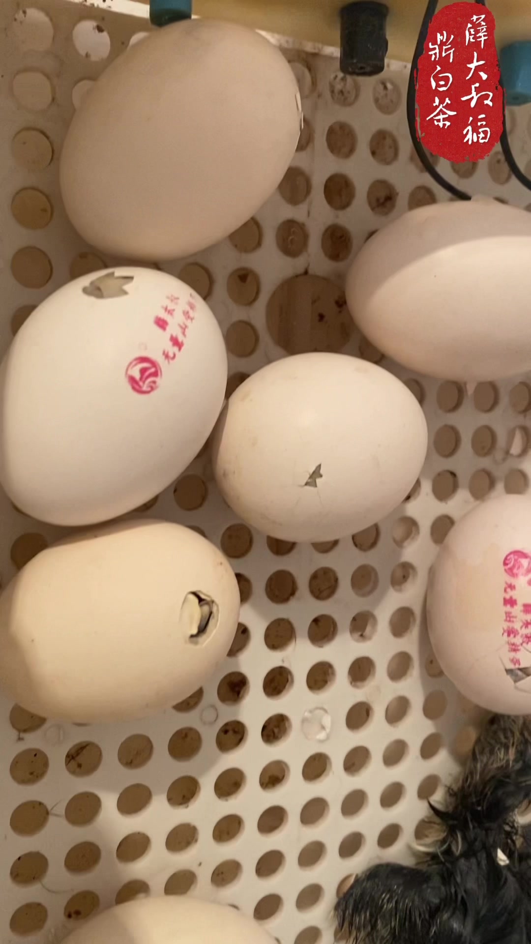 无量山乌骨鸡出壳太多惊喜