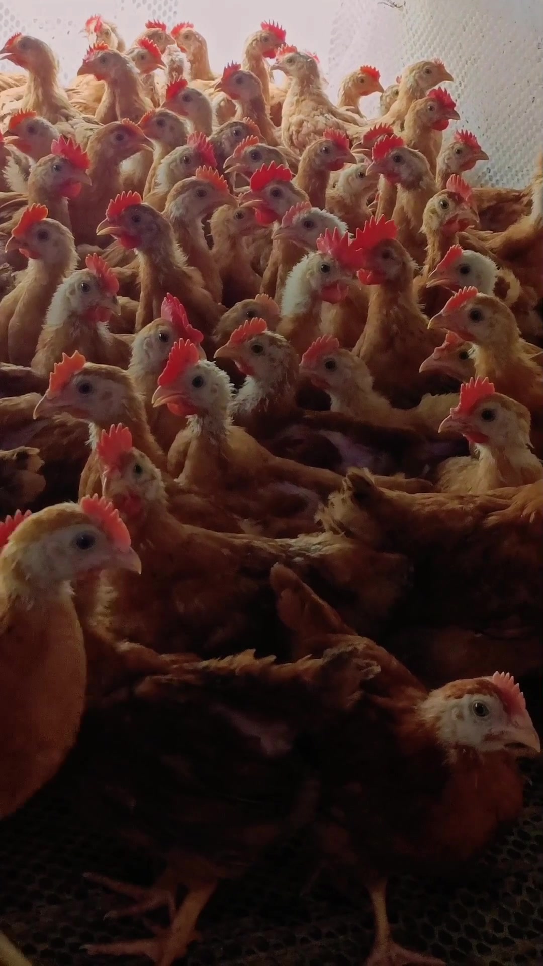 大象腿水桶腰,一斤多红玉鸡苗子