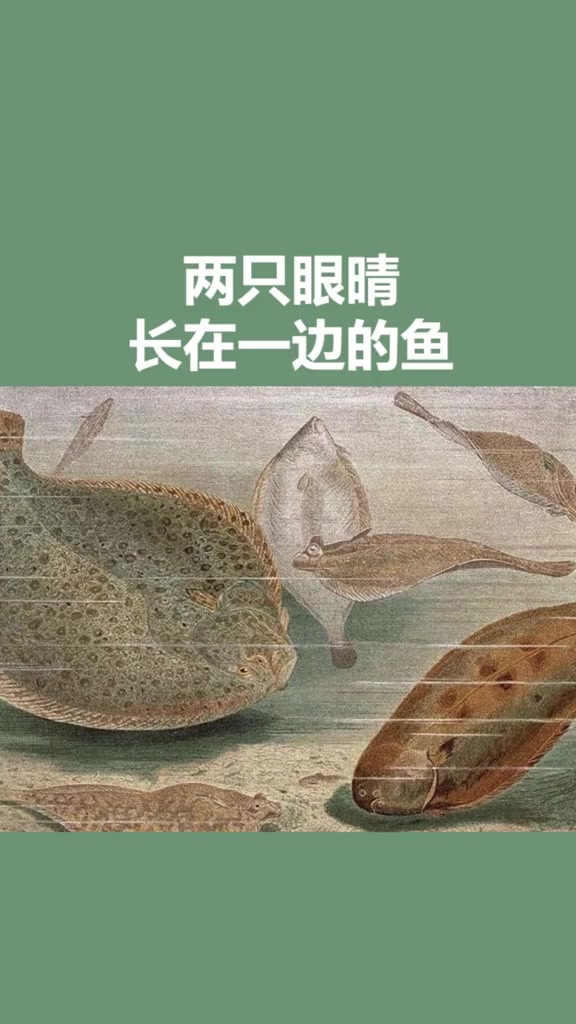 两只眼睛长在一边的鱼是什么鱼?