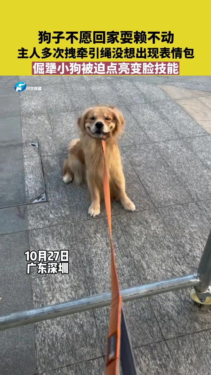10月27日 广东深圳 狗子不愿回家耍赖不动,结果被主人变成表情包 小鸡毛 汪汪队