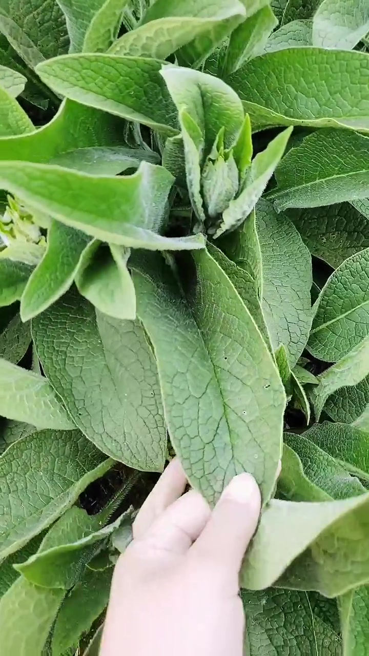 一次种植可以收获15-20年。饲草之王,俄罗斯饲料菜