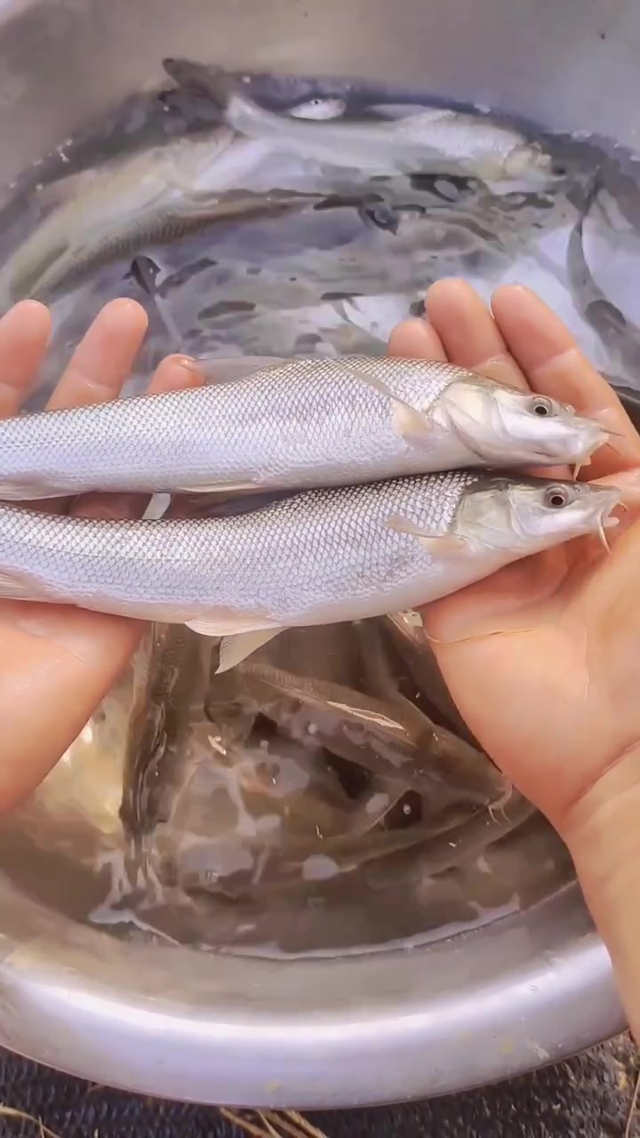 淡水银鳕鱼,又叫大鲮鲃鱼。肉质嫩,生长快,抗病强,简单好养
