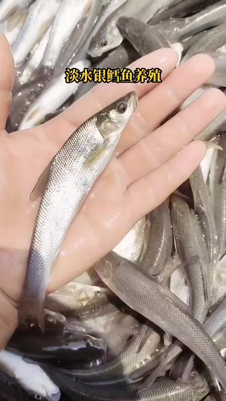 四川银鳕鱼,一年两斤,可长到十斤,建议高密度每亩三千条