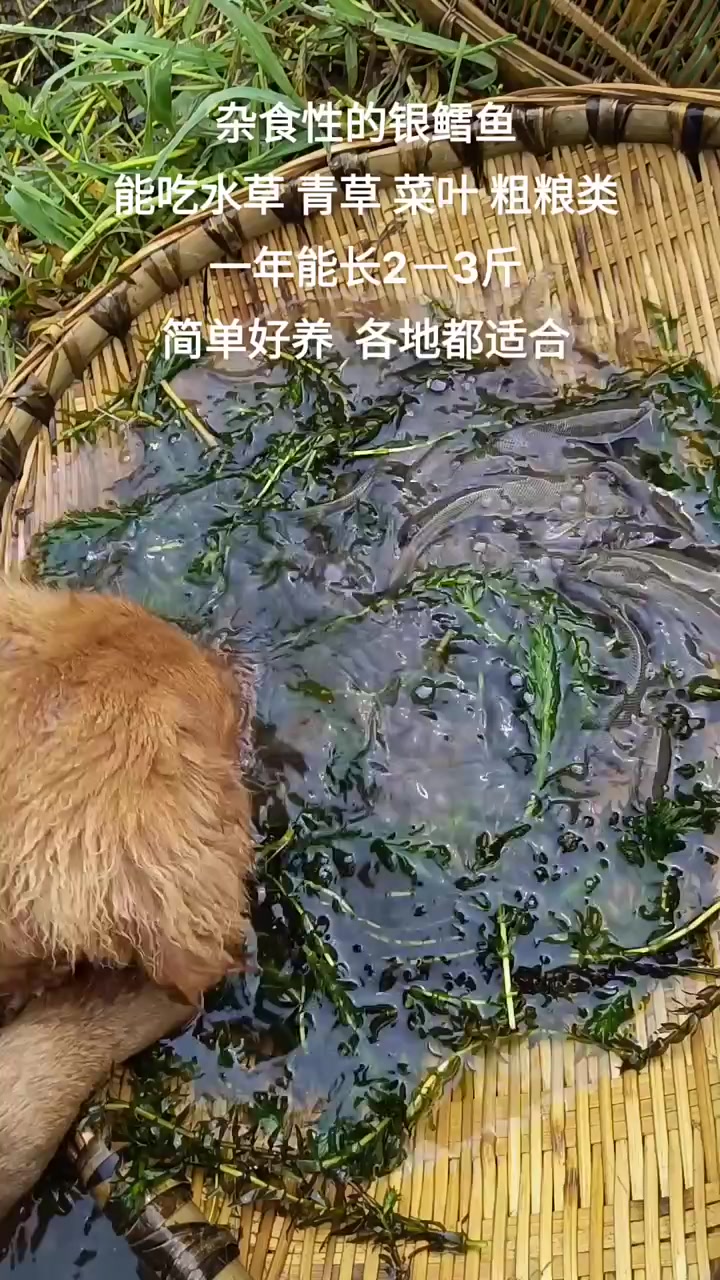淡水银鳕鱼,和草鱼习性比较相似,养殖简单方便