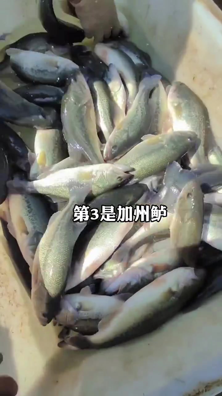 这四个品种你了解嘛,鱼虾蟹水产养殖,养鱼