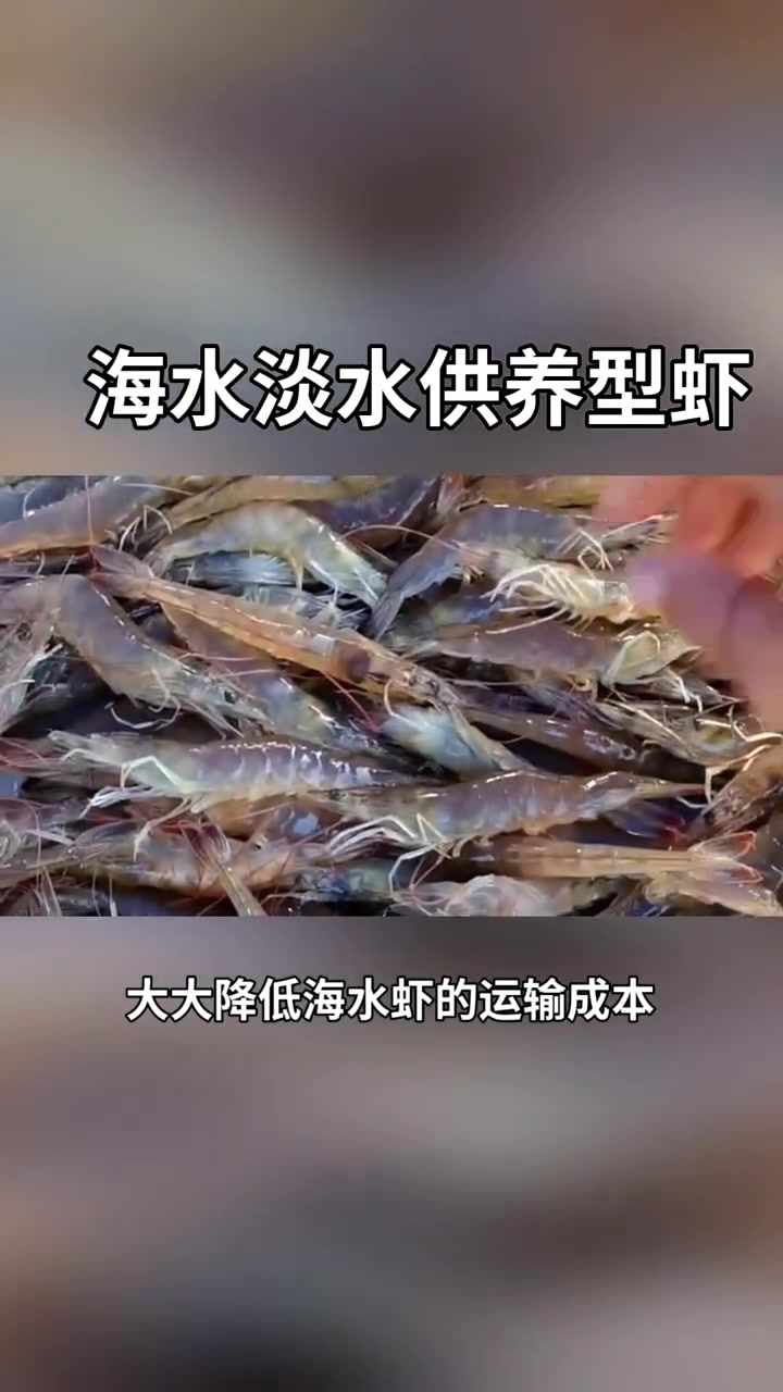 南美白对虾,渔民生活实拍,淡水养殖