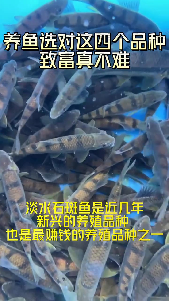 养殖淡水鱼的老铁看过来,水产养殖,淡水鱼