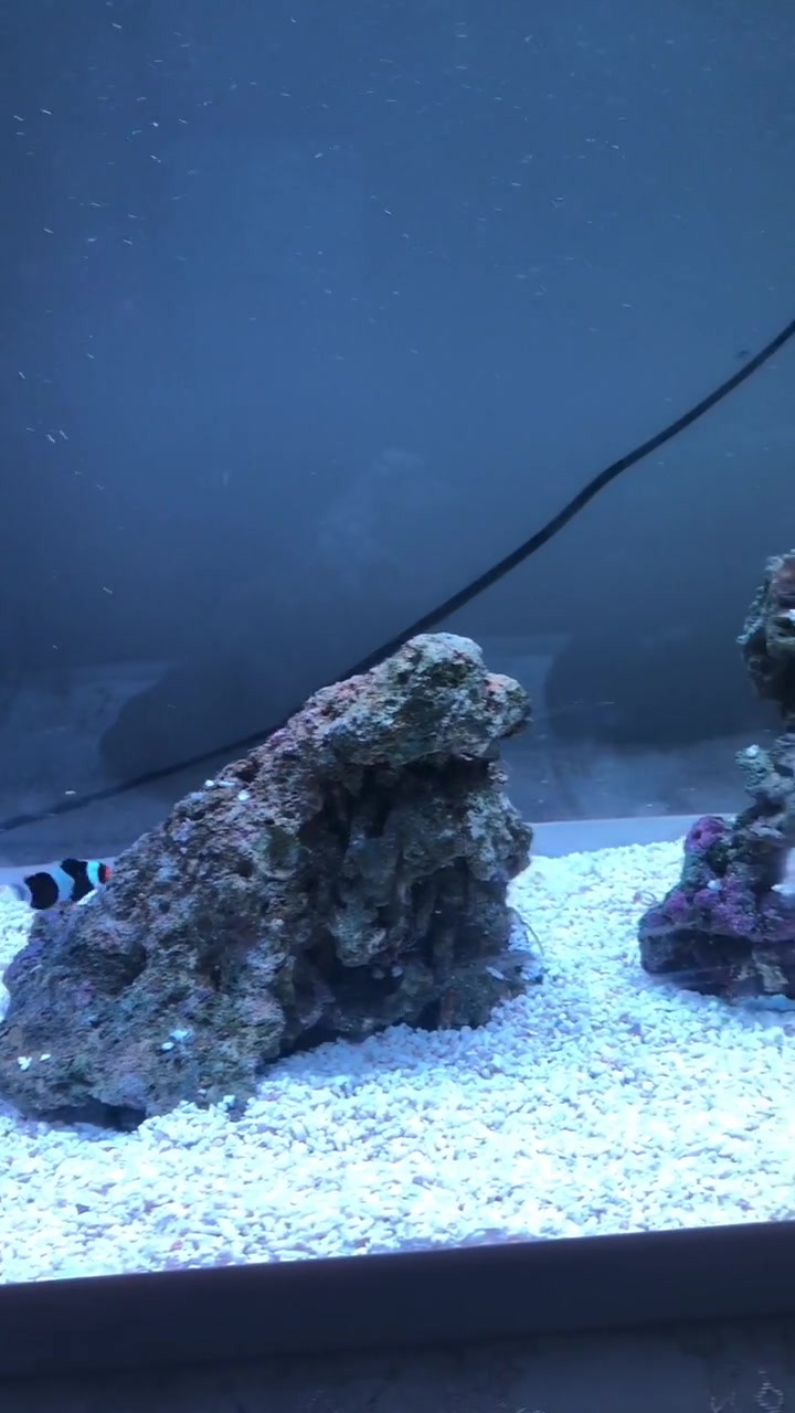 教你用最省钱的方法养殖海水鱼,水族,水底世界