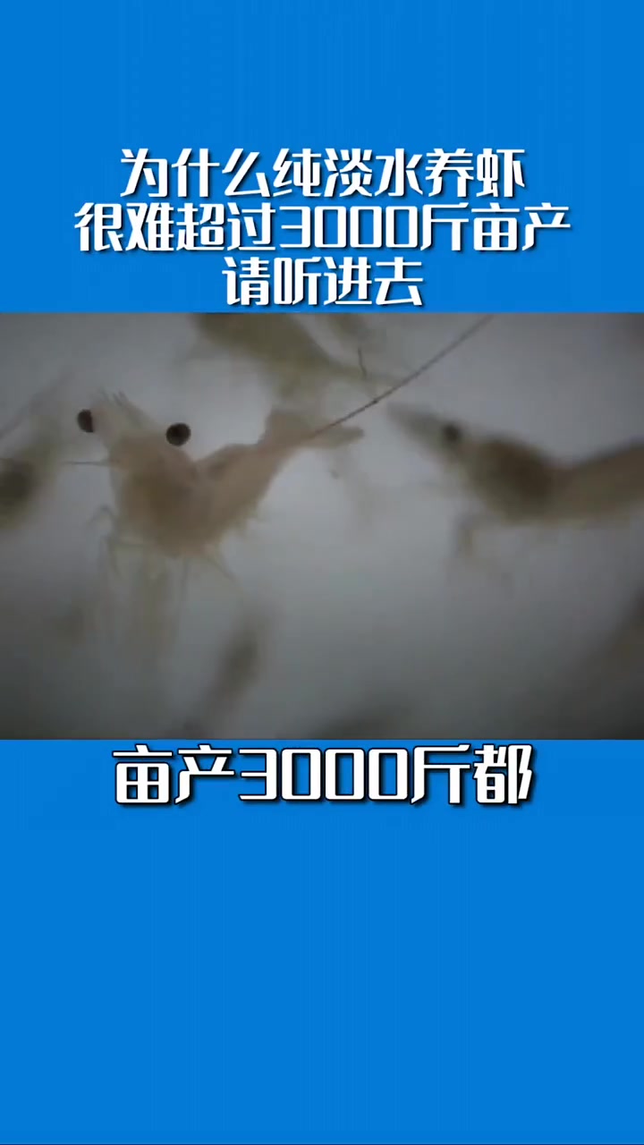 为什么纯淡水养虾很难超过3000斤亩产,请认真听,听进去