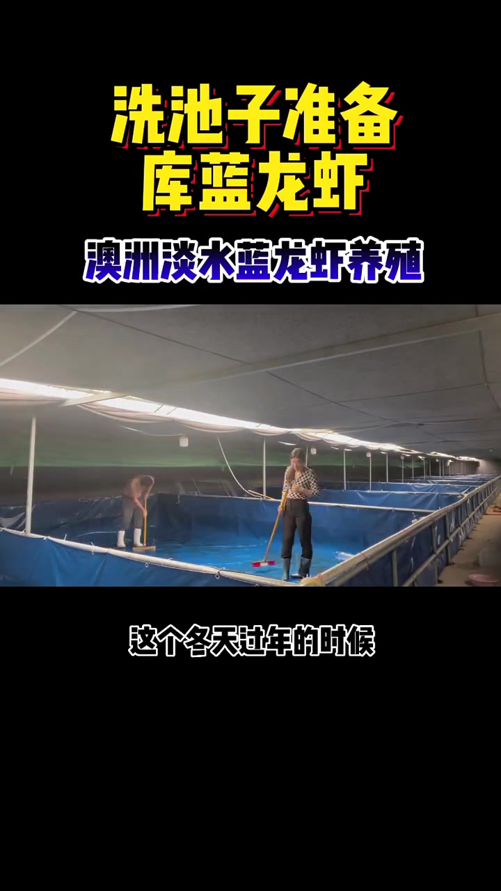 今年的准备工作,做足了!澳洲淡水龙虾养殖,蓝龙虾