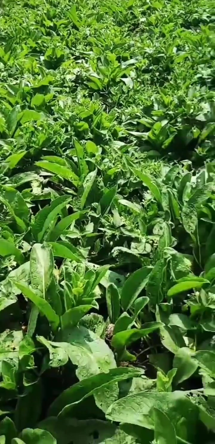 牧草种子,牧草种子,俄罗斯饲料菜