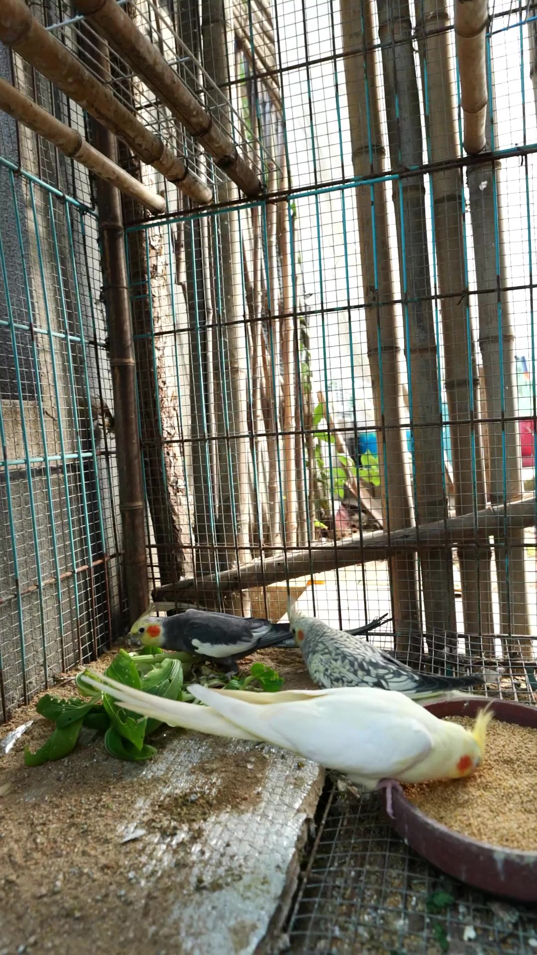 流云余锋宠物生涯之我家的鸡尾鹦鹉又生宝宝了!