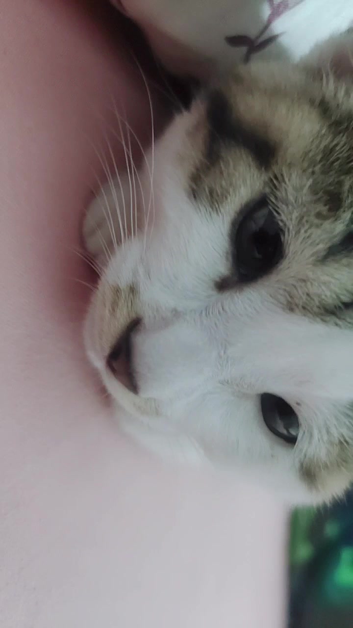 猫猫想要小鱼干忘了一个可怜巴巴