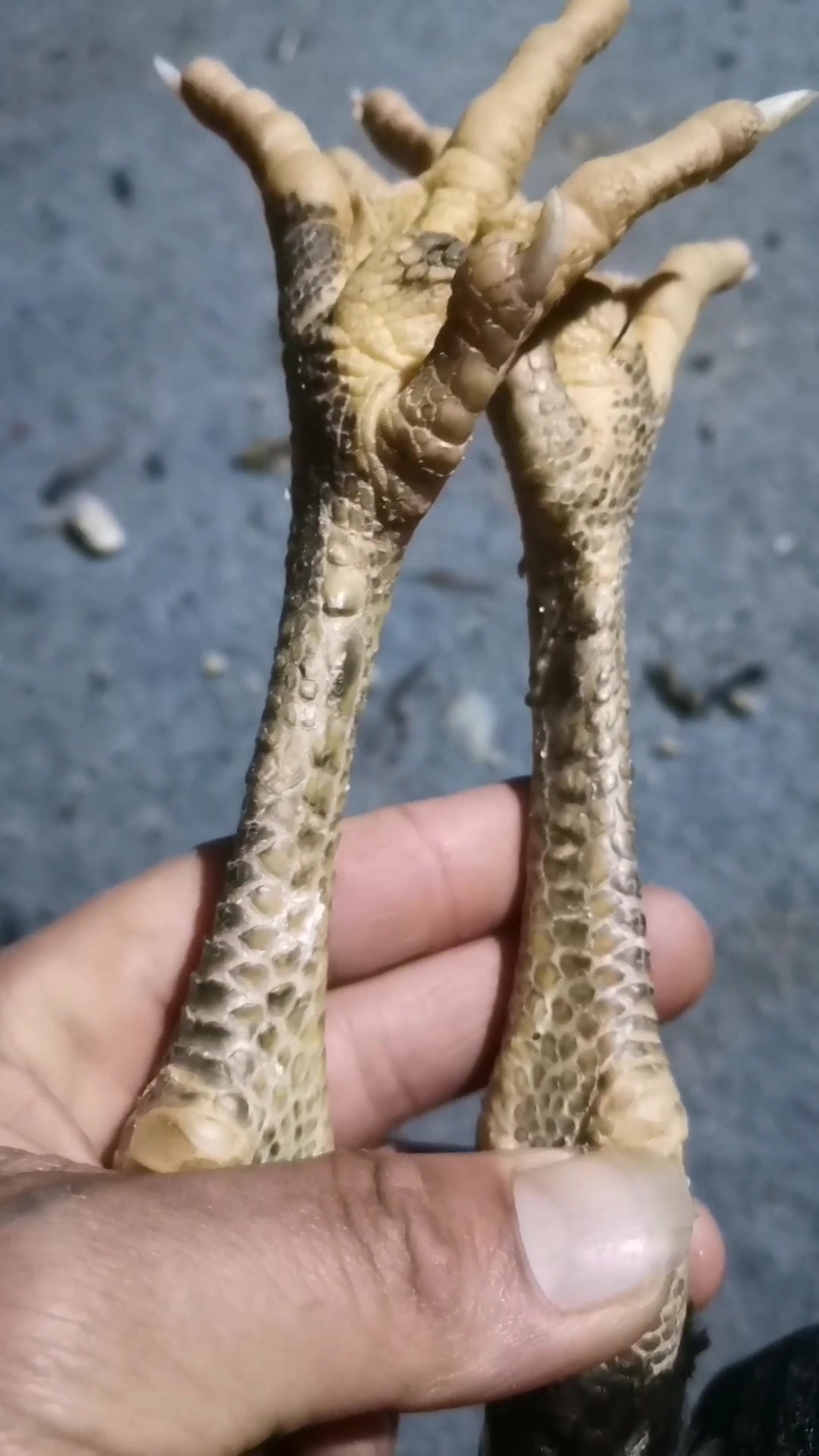 一道鳞血统怪脚斗鸡