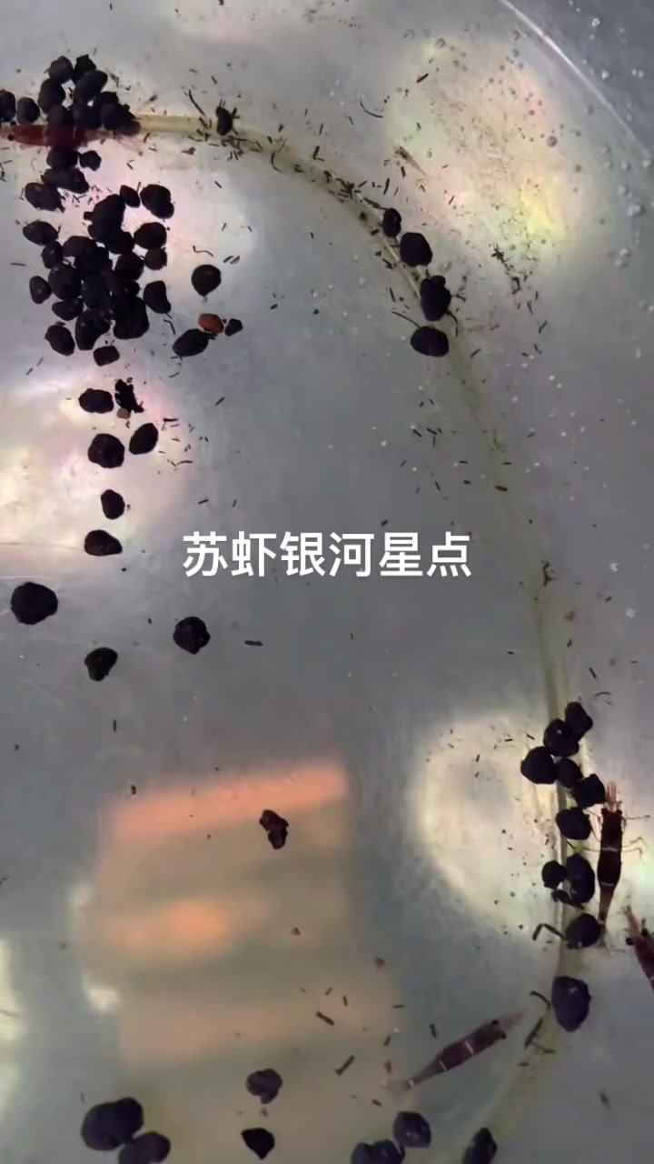 苏虾迷你蓝峰虾