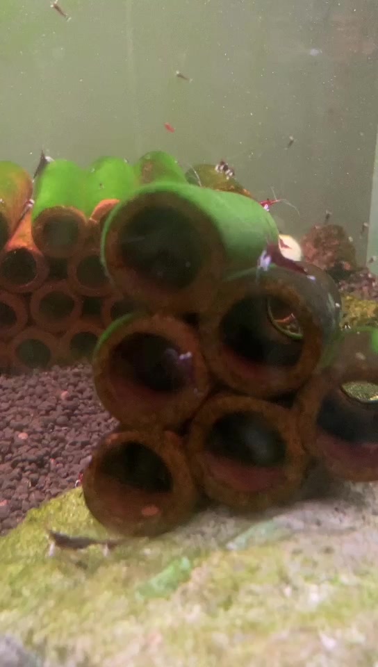 苏拉威西白袜虾