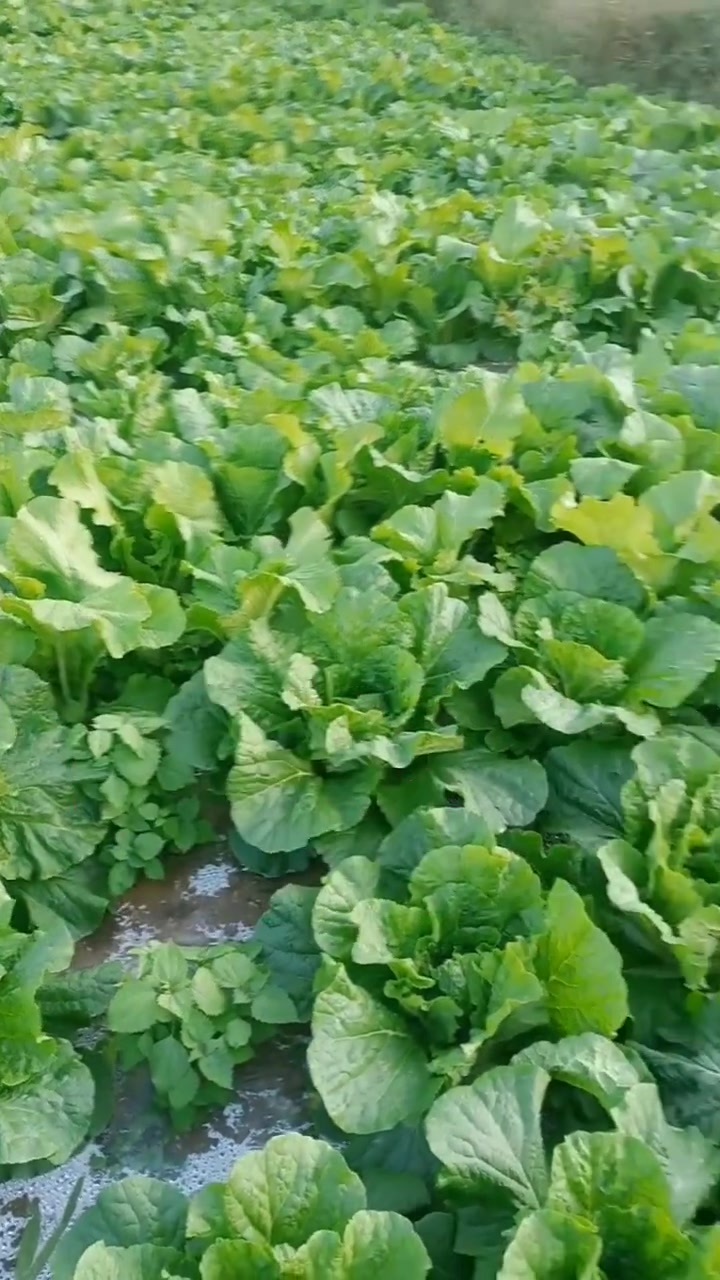 白菜种植大白菜绿色无公害种植方法,农业,白菜
