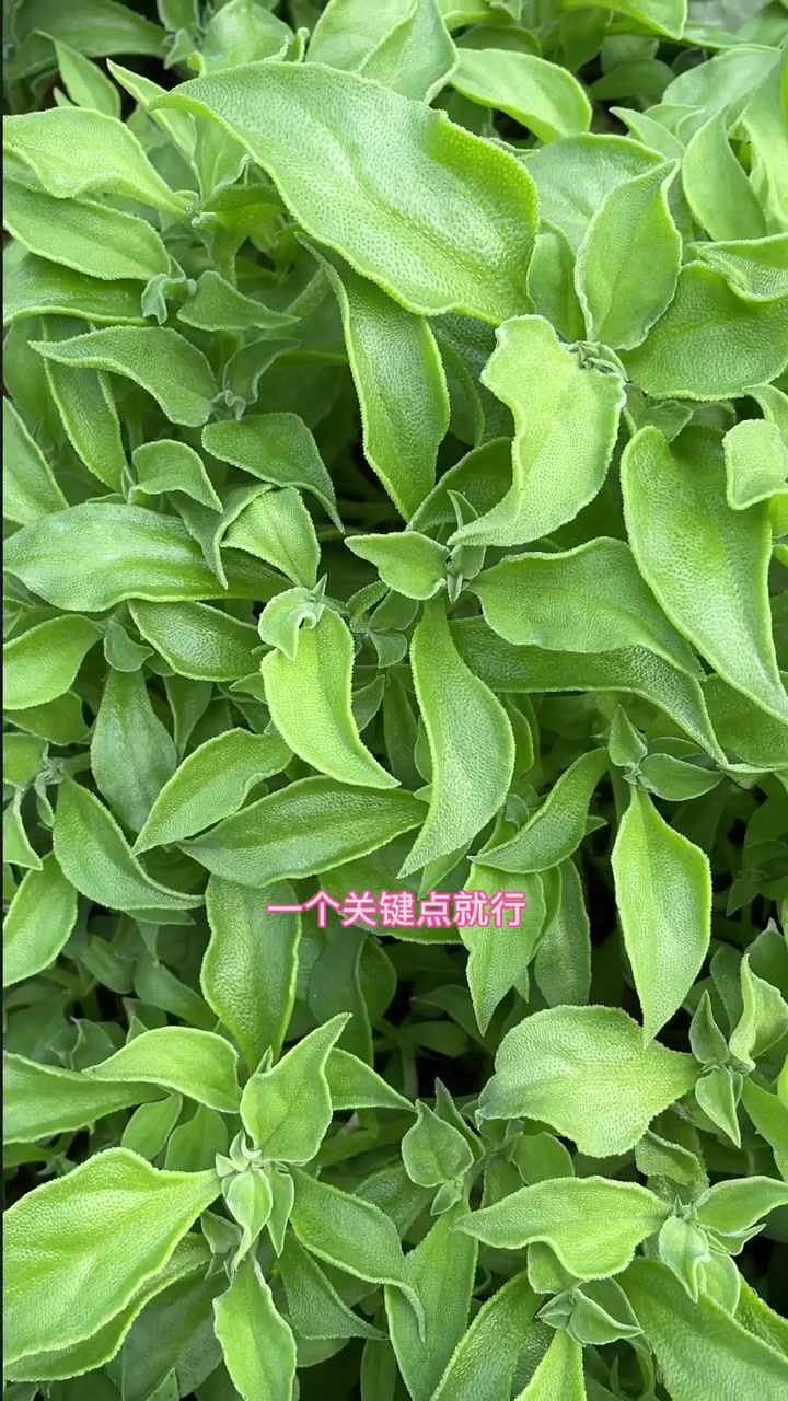 冰菜的种植方法,种植小技巧,农业种植,蔬菜种子