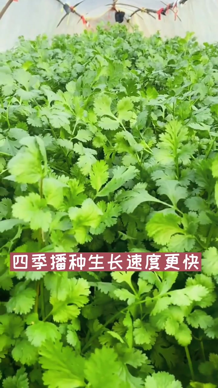 香菜,三农种植技术,三农,服务三农心系三农