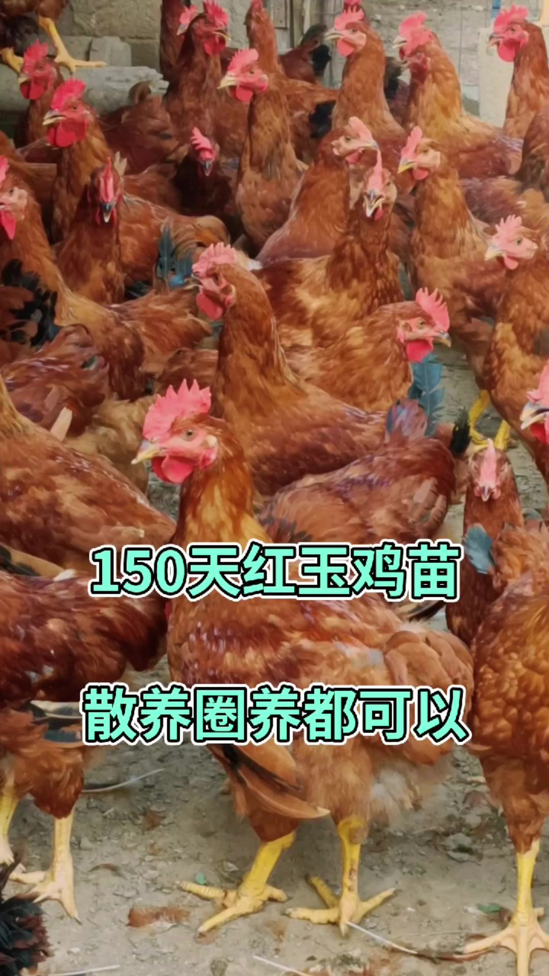 150天红玉鸡苗,散养圈养都可以
