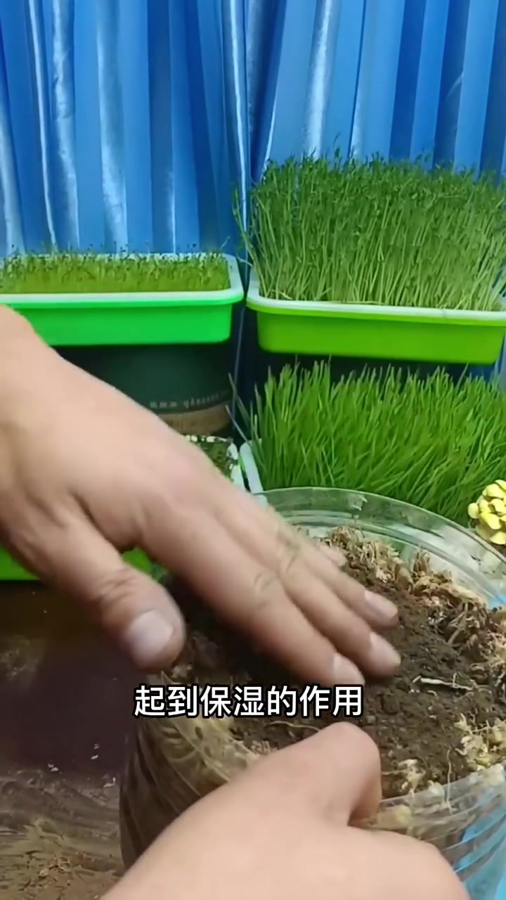 家人们问我没有花盆怎么种菜?今天教您用矿泉水瓶种韭菜