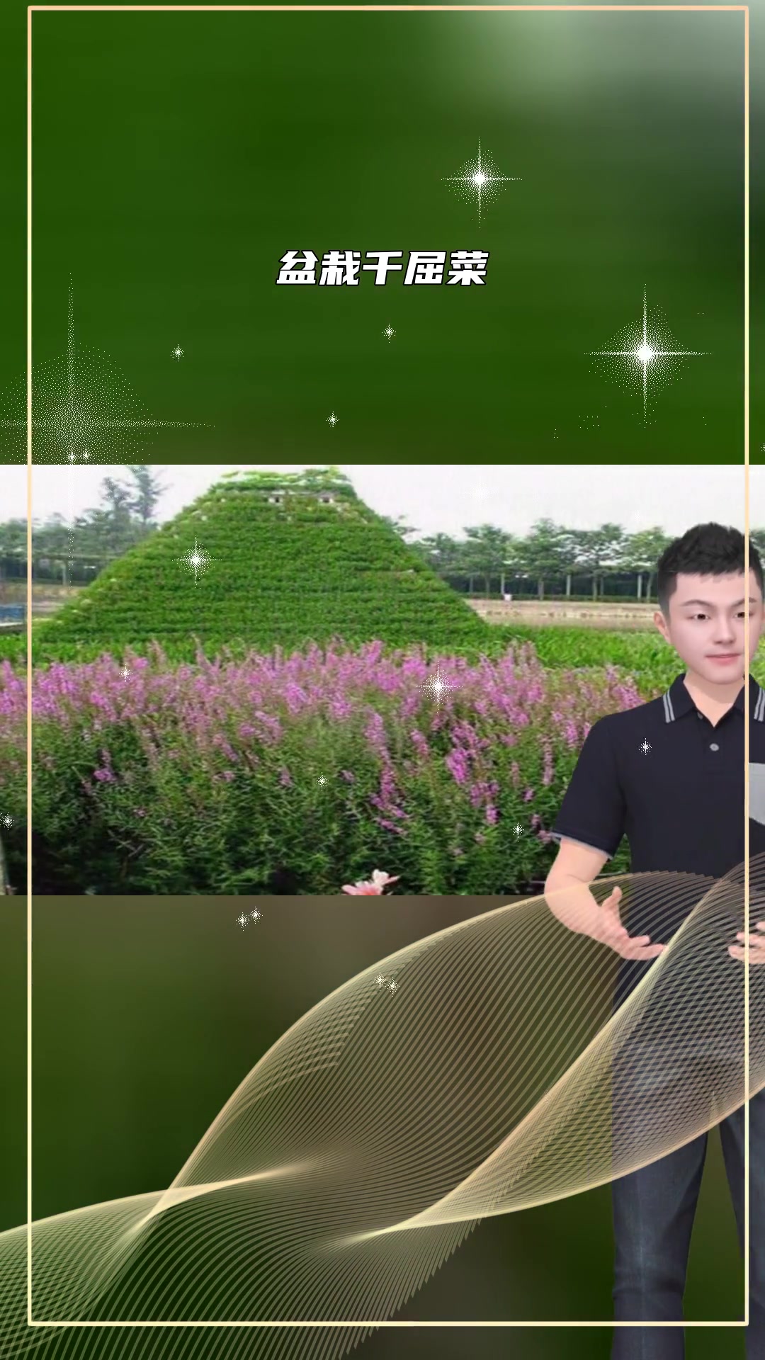 千屈菜幼苗优点
