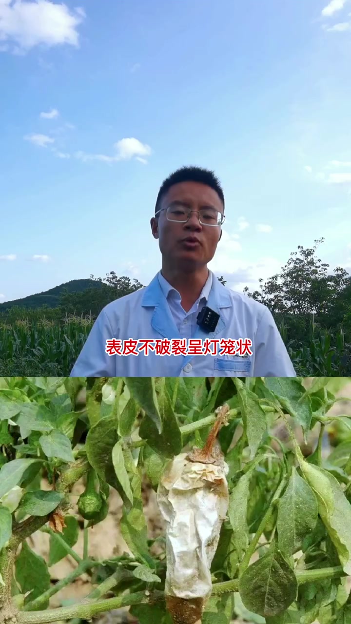 辣椒软腐病属于土传病害的一种,只能提前预防,农技人
