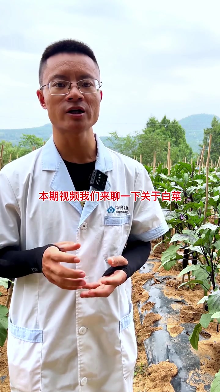白菜种植前期病害预防工作要做好才能有效保证后期产量