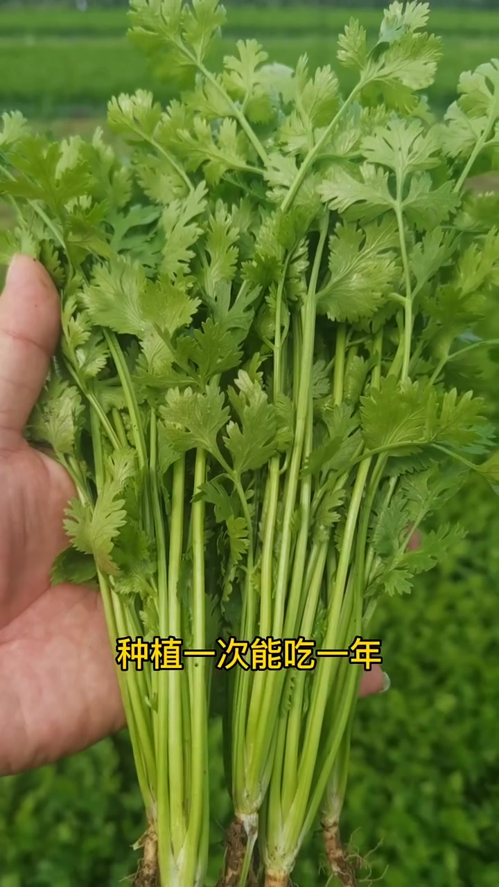 香菜可以多茬采收种一次能吃一年,种植技术,种植小技巧