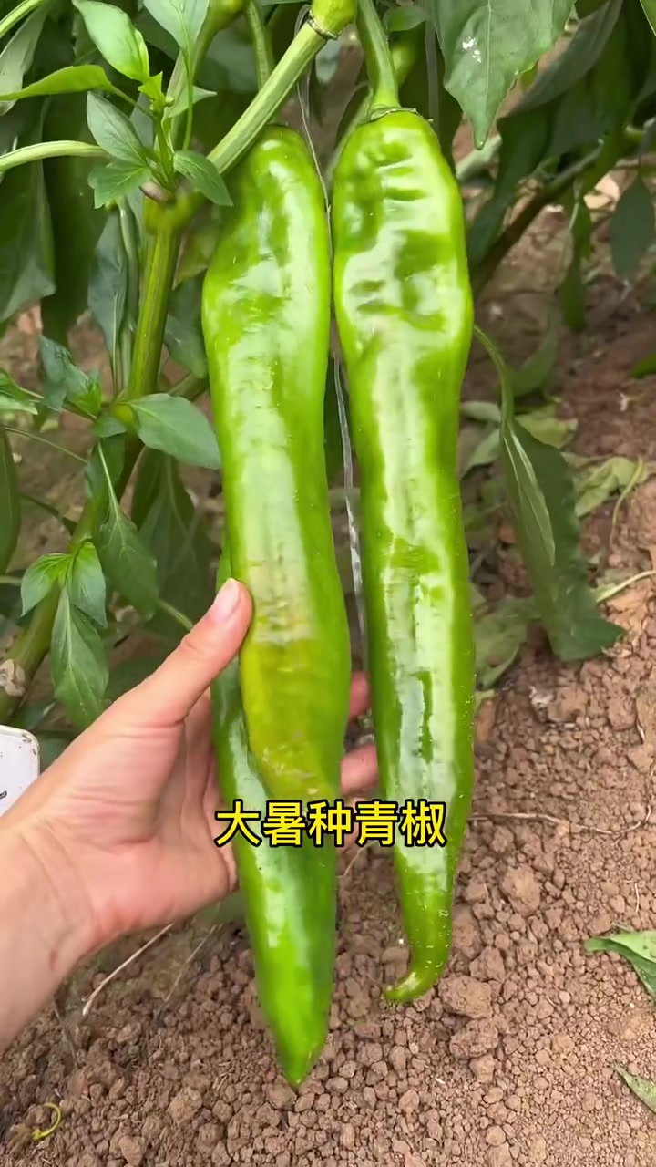 爷爷留下来的种菜口诀,种不种菜都应该知道!在家种菜