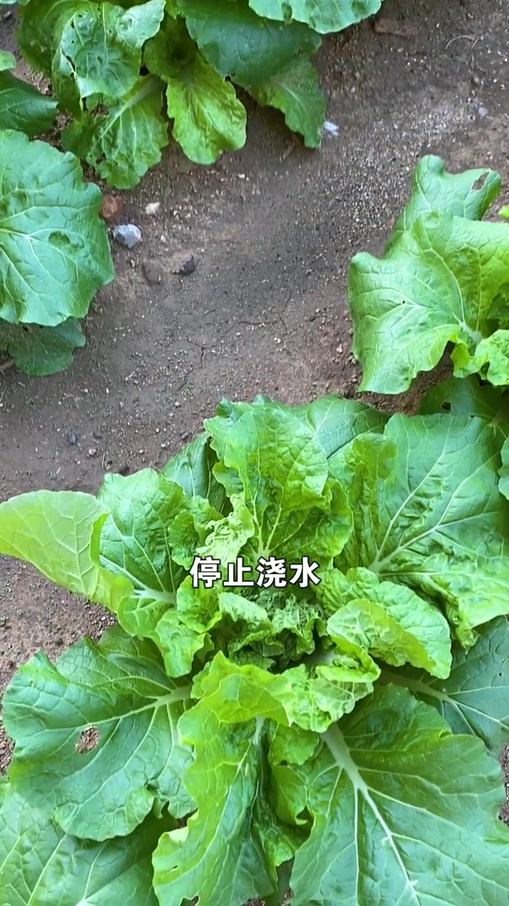白菜到了包心结球的关键时期,做好这3点,白菜好吃又高产