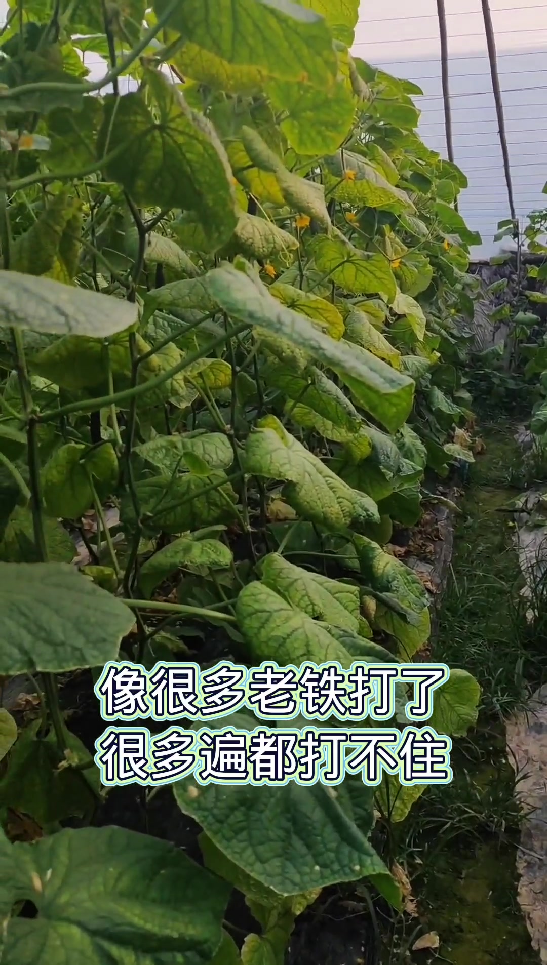 白菜防虫省钱小妙招,绿色无公害。