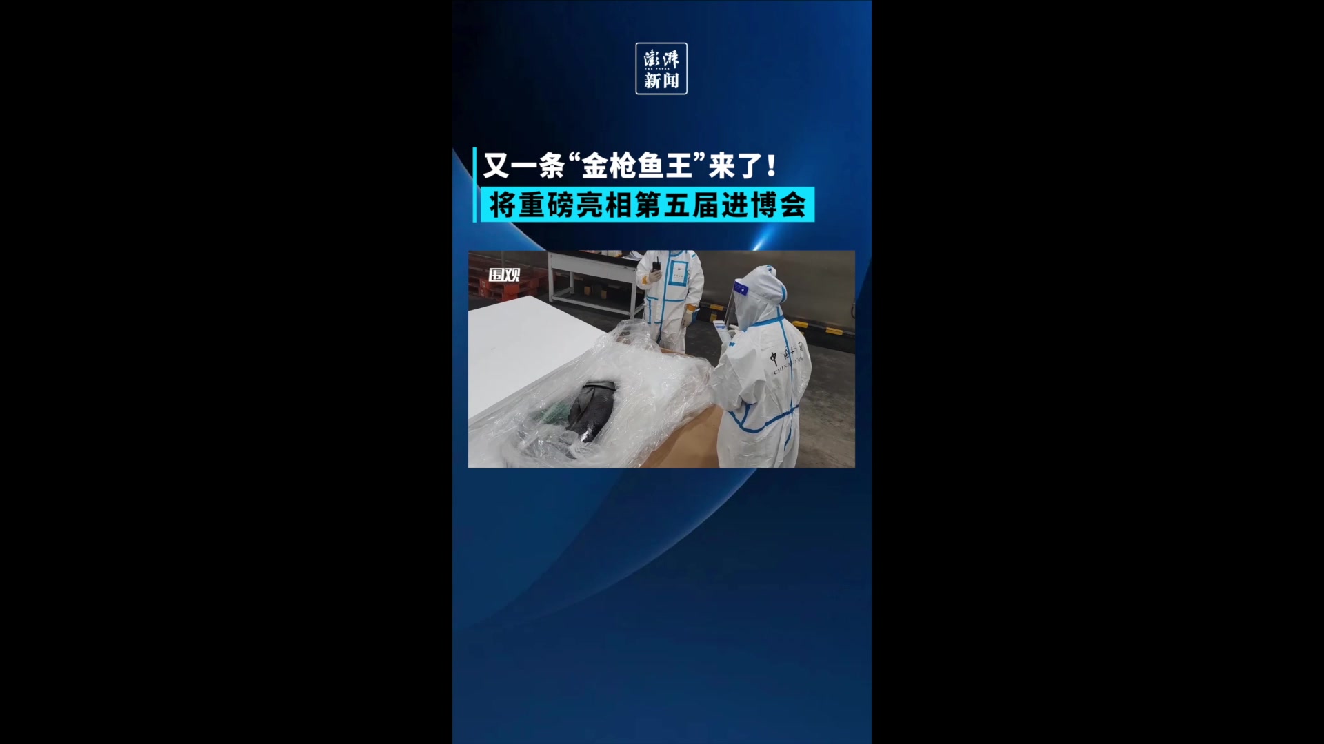 重达353公斤!又一条“金枪鱼王”要来进博会了