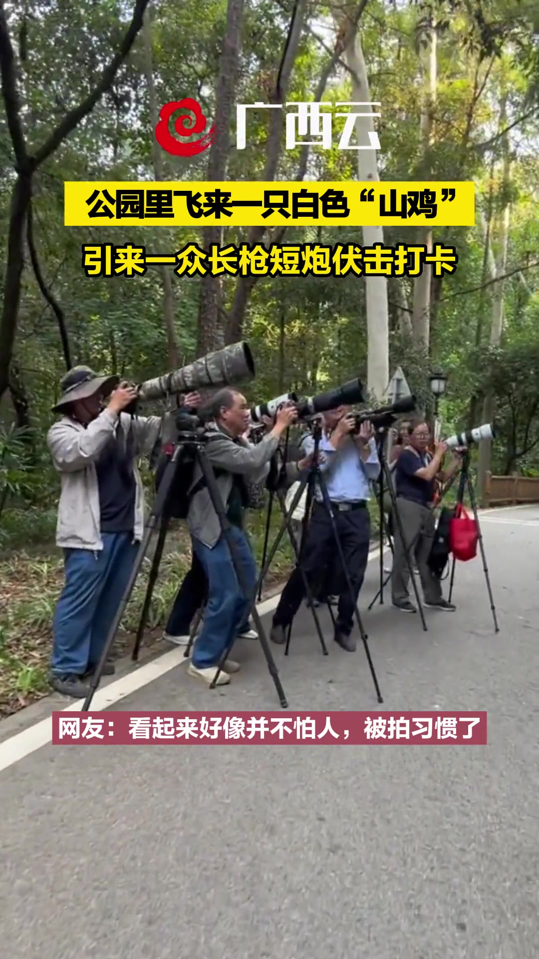 公园里飞来一只白色“山鸡” 引来一众长枪短炮伏击打卡(来源:网友)本地新闻 柳州