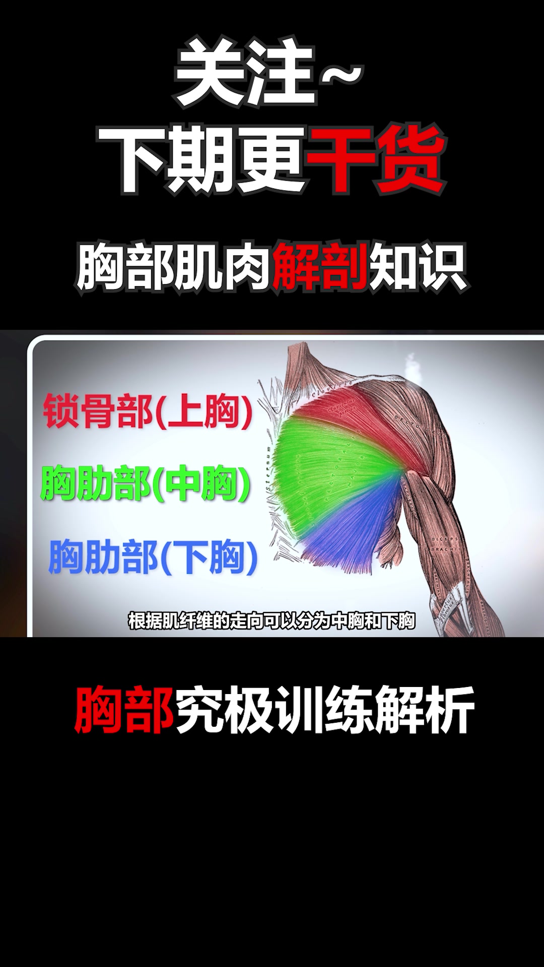 胸部肌肉解剖知识