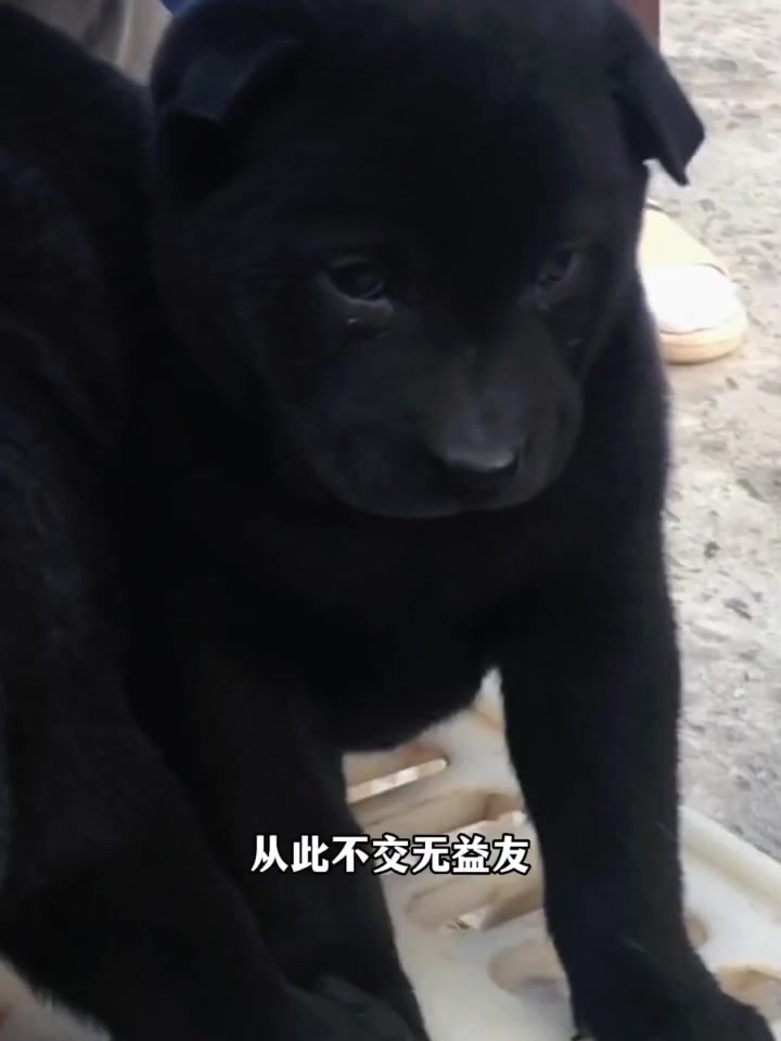 宁可食无肉不可居无狗