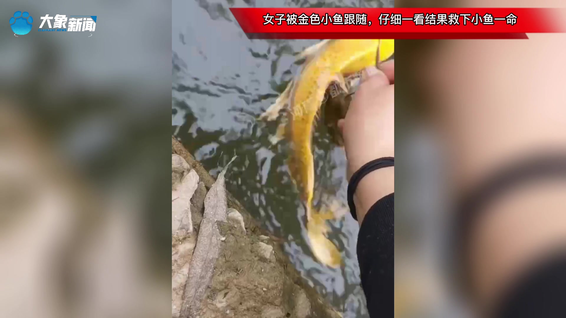 女子被金色小鱼跟随,仔细一看结果救下小鱼一命,究竟是咋回事?