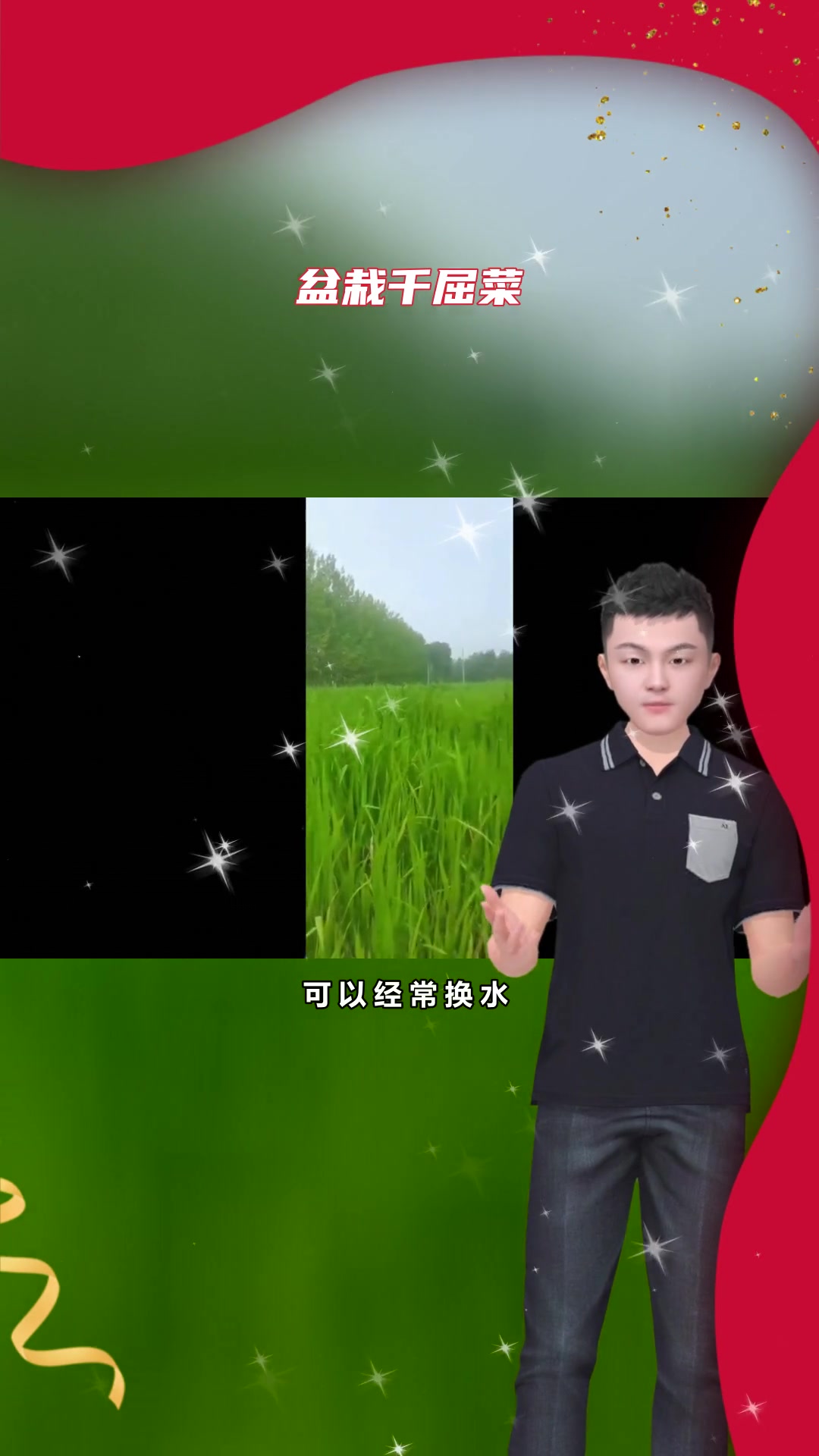 千屈菜水生幼苗特点