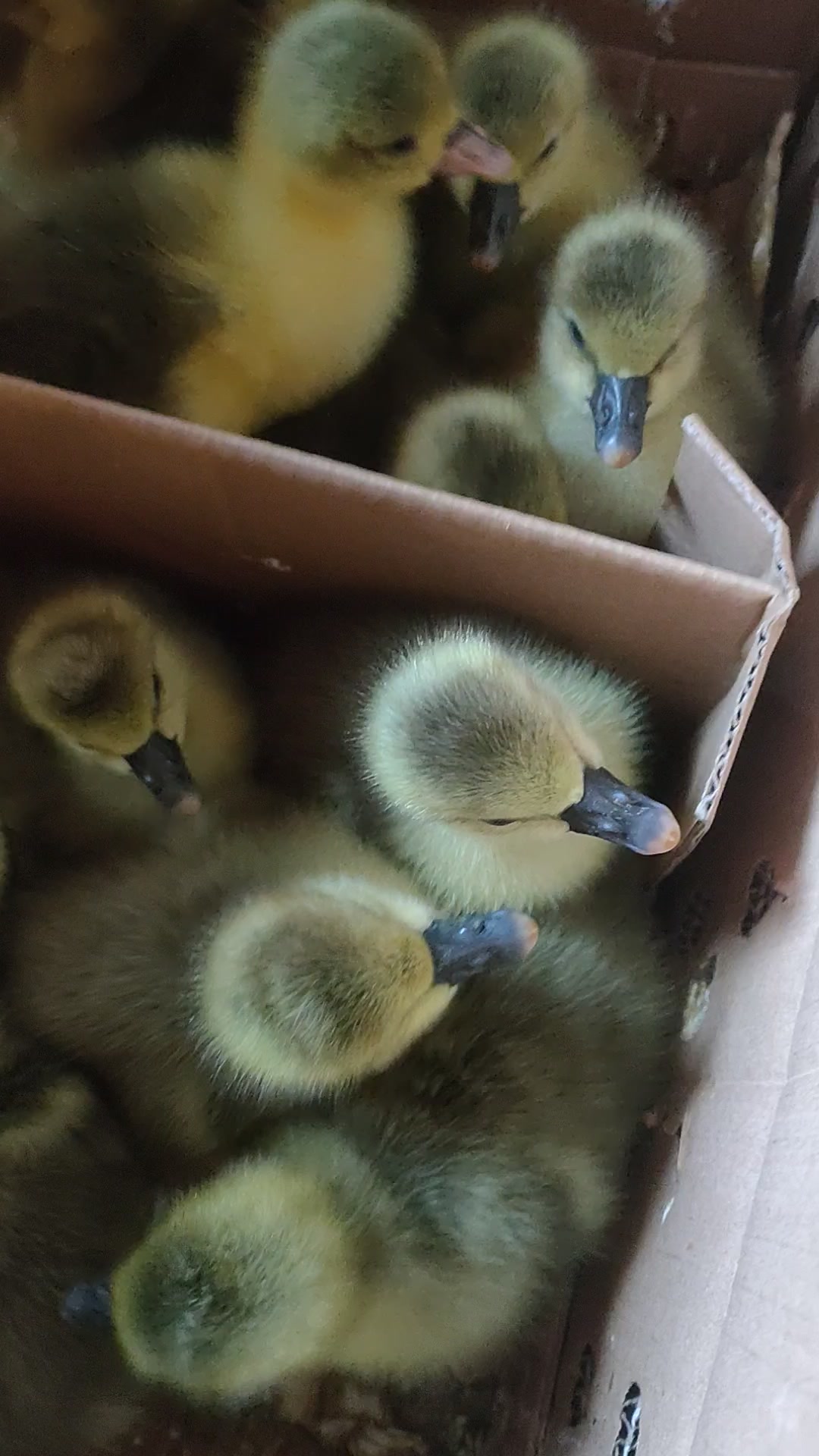 小郎德鹅刚刚到家