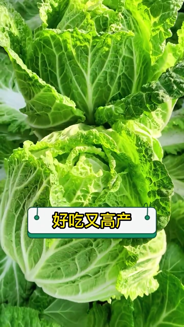 做好这3步,白菜亩产3万斤!白菜,增产,种菜小妙招