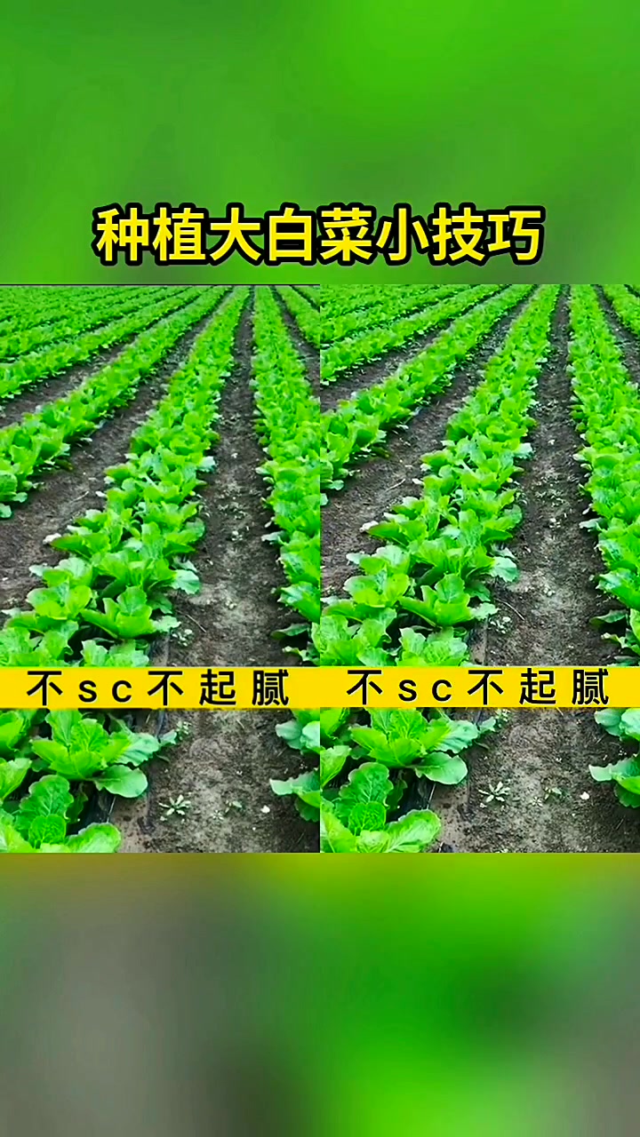 种大白菜技巧，马上到种白菜时侯了，备好种子了吗？三农