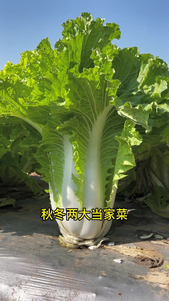 种植大白菜有方法,不会种的,这个视频教您种,三农